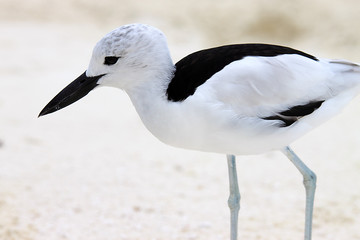 Crab Plover