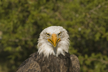 Bald eagle head shot