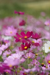 コスモスの季節