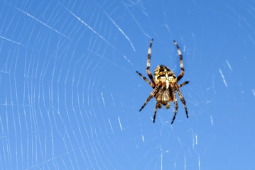 spider on web
