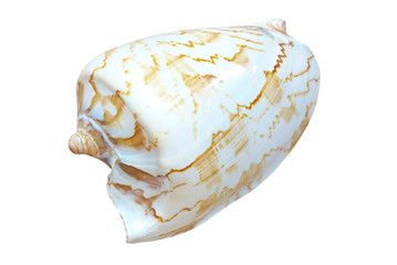 shell