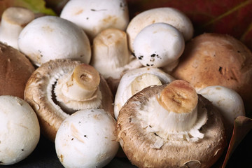 Frische Champignons