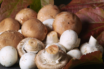 Frische Champignons