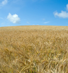 Wheat Field