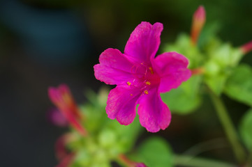 Obraz premium 赤いオシロイバナ