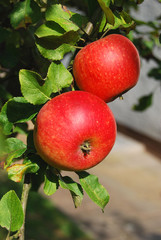 2 rote Äpfel