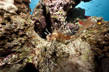ocean and lionfish
