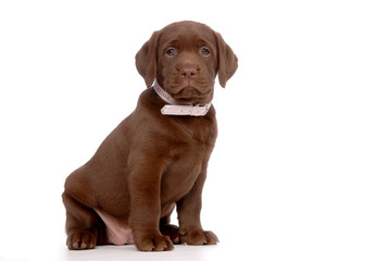 Obraz premium Miss Lala