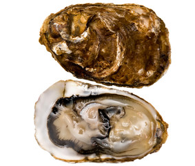 oysters (Marennes-Oleron)
