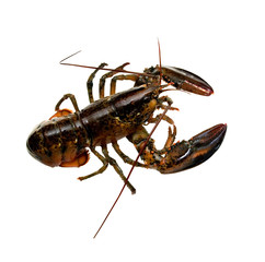Canadian lobster