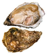oyster (white pearls)
