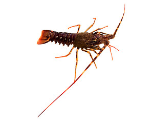 Panulirus regius