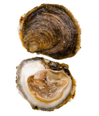oysters Belon © Sergey Shcherbakov