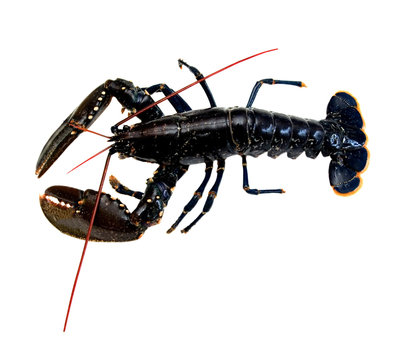 Homard breton