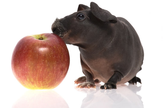 skinny guinea pig and red apple h on white background