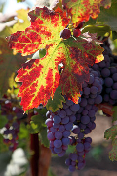 Red Grapes on the Vine