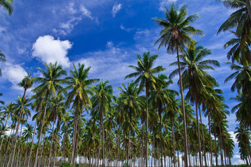 Fototapeta na wymiar Coconut garden in Thailand