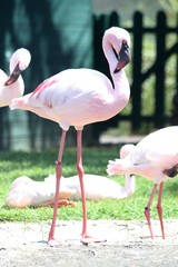 Flamand rose
