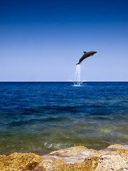 Flight of the Dolphin