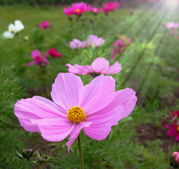 Fototapeta premium spring