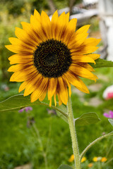 sunflowers on blurred background