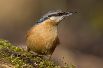 Nuthatch - Kleiber