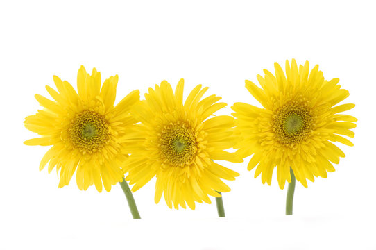 Three bright sunflower