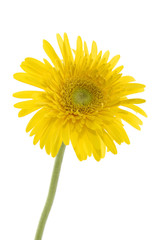 Close up view of the sunflower