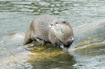 Asian Short Clawed Otter playing on a log