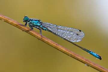 Ischnura elegans - Pechlibelle
