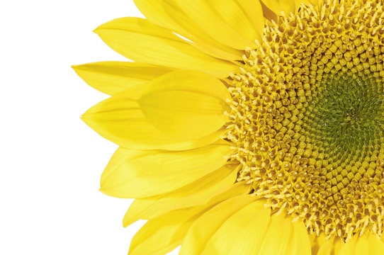 Detail of  sunflower
