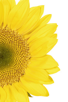Half segment of a flowering sunflower