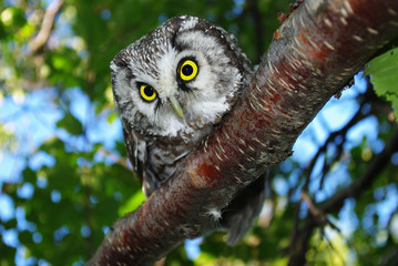 Owl (Aegolius funereus) on a tree branch in different poses © max5128