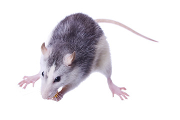 Obraz premium rat isolated on white