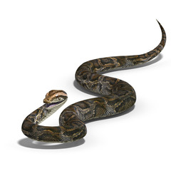 royal python