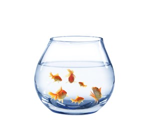 goldfish in aquarium