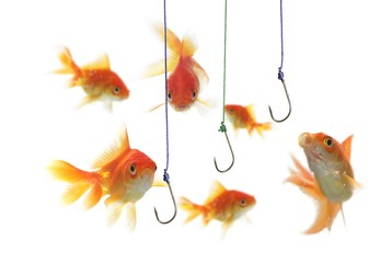 gold fish and empty hooks