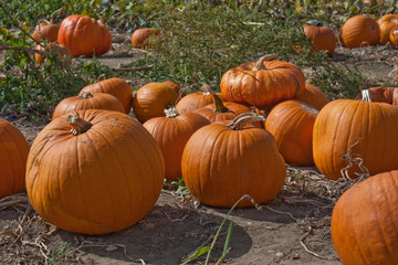 Pumpkins