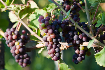 Grapes in vineyard at the end of summer