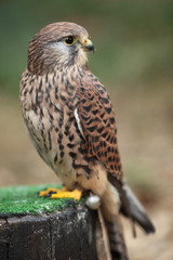 Common Kestrel - close-up view of this beautiful bird