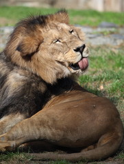 Majestic lion sticking out his tongue