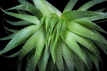 aloe plant