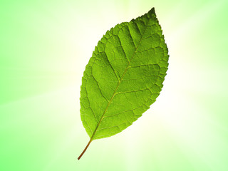Leaves of an aspen close up