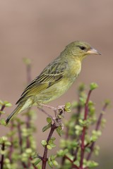 Cape Weaver Bird Hen