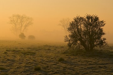 Brume et Brouillard dans les pâtures des bas-champs de Rue.