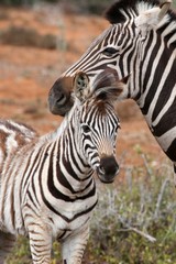 Fototapeta na wymiar ¬rebię Zebra