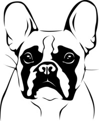 French Bulldog Portrait