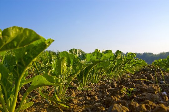 Semis de betteraves &agrave; sucre