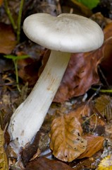 Clitocybe nebuleux ( Lepista nebularis )