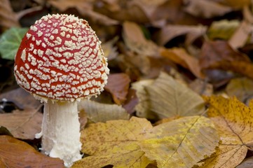 amanite tue-mouches (amanita muscaria)